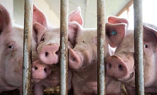 Schweine stehen in einem Schweinestall. Sie sind derzeit besonders gefährt, sich mit MKS zu infizieren. - picture alliance/dpa Schweine stehen in einem Schweinestall. Sie sind derzeit besonders gefährt, sich mit MKS zu infizieren. - picture alliance/dpa