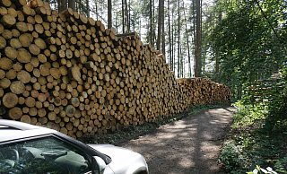 An den Wegen stapeln sich die Stämme. Der Holzmarkt läuft im Augenblick nicht so gut, sagen die Waldbesitzer. - Michael Grundmeier An den Wegen stapeln sich die Stämme. Der Holzmarkt läuft im Augenblick nicht so gut, sagen die Waldbesitzer. - Michael Grundmeier