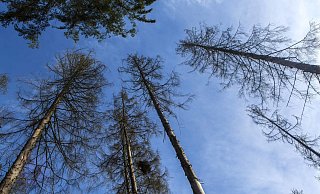 Trockenheit und der Borkenkäfer machen den Fichten arg zu schaffen. - picture alliance / Goldmann Trockenheit und der Borkenkäfer machen den Fichten arg zu schaffen. - picture alliance / Goldmann