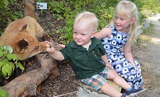 Gefunden: Anton (1) und Katharina (5) begeben sich beim Hegeringfest den Waldlehrpfad und finden, dass der präparierte Fuchs, der zusammen mit fünf anderen Tieren in der Wapelaue platziert worden ist, „ganz schön gefährlich“ aussieht. - Sibylle Kemna Gefunden: Anton (1) und Katharina (5) begeben sich beim Hegeringfest den Waldlehrpfad und finden, dass der präparierte Fuchs, der zusammen mit fünf anderen Tieren in der Wapelaue platziert worden ist, „ganz schön gefährlich“ aussieht. - Sibylle Kemna