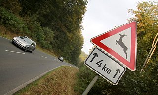 Laut Feuerwehr starb ein Wildschwein durch den Aufprall. - David Schellenberg (Symbolbild) Laut Feuerwehr starb ein Wildschwein durch den Aufprall. - David Schellenberg (Symbolbild)