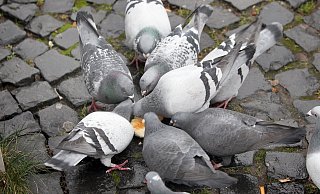 Stadttauben - hier auf dem Alten Markt - sind meist verwilderte Brieftauben und keine Wildtiere mehr. Sie können ohne die Essensreste, die Menschen in der Stadt übrig lassen, nicht überleben. - Frank-Michael Kiel-Steinkamp Stadttauben - hier auf dem Alten Markt - sind meist verwilderte Brieftauben und keine Wildtiere mehr. Sie können ohne die Essensreste, die Menschen in der Stadt übrig lassen, nicht überleben. - Frank-Michael Kiel-Steinkamp
