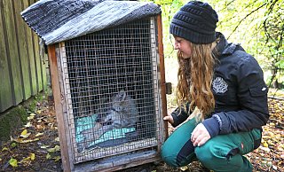 Der Tierpark Olderdissen gibt eine einjährige Wölfin nach Hanau ab, damit sie dort in einer anderen artgerechten Haltung leben kann - Sarah Jonek Der Tierpark Olderdissen gibt eine einjährige Wölfin nach Hanau ab, damit sie dort in einer anderen artgerechten Haltung leben kann - Sarah Jonek