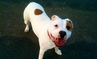 Bulldog-Mix Hündin Bounty ist 10 Jahre alt. - Privat Bulldog-Mix Hündin Bounty ist 10 Jahre alt. - Privat