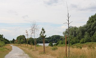30 Bäume wurden im Rahmen des 1000-Bäume-Projekts im vergangenen Jahr von der Stadt am Tallesee gepflanzt. Überlebt haben die wenigsten. - Pauline Maus 30 Bäume wurden im Rahmen des 1000-Bäume-Projekts im vergangenen Jahr von der Stadt am Tallesee gepflanzt. Überlebt haben die wenigsten. - Pauline Maus
