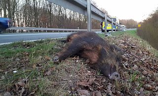 Die Polizei appelliert an alle Verkehrsteilnehmer, vor allem in der Dämmerung und der Dunkelheit angemessen zu fahren, um bei einem möglichen Wildwechsel noch rechtzeitig reagieren zu können.. - Symbolfoto: David Schellenberg Die Polizei appelliert an alle Verkehrsteilnehmer, vor allem in der Dämmerung und der Dunkelheit angemessen zu fahren, um bei einem möglichen Wildwechsel noch rechtzeitig reagieren zu können.. - Symbolfoto: David Schellenberg