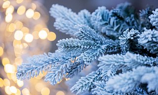 In Oberstdorf wurde in diesem Jahr ein Christbaum aus dem Sauerland aufgestellt. - Rolf Vennenbernd/dpa/Symbolbild In Oberstdorf wurde in diesem Jahr ein Christbaum aus dem Sauerland aufgestellt. - Rolf Vennenbernd/dpa/Symbolbild