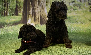 Nach einem Notfall im Tierheim gelandet: Aki und Totto. - Tierschutzverein Bielefeld Nach einem Notfall im Tierheim gelandet: Aki und Totto. - Tierschutzverein Bielefeld
