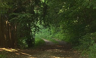 Am Morgen fand ein Mann im Wald in der Nähe der Bodelschwinghstraße einen großen Tierkadaver. - Symbolfoto: Pixabay / Creative Commons Am Morgen fand ein Mann im Wald in der Nähe der Bodelschwinghstraße einen großen Tierkadaver. - Symbolfoto: Pixabay / Creative Commons