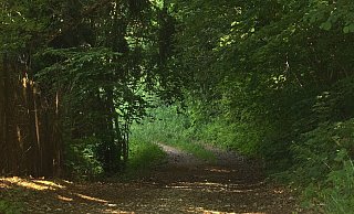 Die Opfer wurden auf eine Abkürzung durch den Wald gelockt. Auf Höhe der A33-Lärmschutzwand warteten dann die sogenannten Pedo-Hunter. - Symbolfoto: pixabay / Creative Commons Die Opfer wurden auf eine Abkürzung durch den Wald gelockt. Auf Höhe der A33-Lärmschutzwand warteten dann die sogenannten Pedo-Hunter. - Symbolfoto: pixabay / Creative Commons