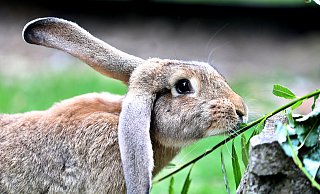 Ob das schmeckt?: Der Deutsche Riese schnuppert erstmal vorsichtig. - Sarah Jonek Ob das schmeckt?: Der Deutsche Riese schnuppert erstmal vorsichtig. - Sarah Jonek