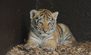 Putzig: Die beiden Tigerbabys liegen gern eingekuschelt in einer Ecke im Gehege. - Joern Spreen-Ledebur Putzig: Die beiden Tigerbabys liegen gern eingekuschelt in einer Ecke im Gehege. - Joern Spreen-Ledebur