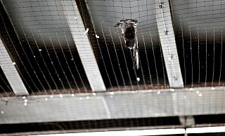 Das Netz unter der Bielefelder Bahnbrücke wurde im vergangenen Jahr zur Todesfalle für die Tauben in Bielefeld. Das Netz unter der Bielefelder Bahnbrücke wurde im vergangenen Jahr zur Todesfalle für die Tauben in Bielefeld.