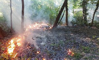 In der Nähe des Damwildgeheges in der Oeynhausener Schweiz hat der Waldboden am Dienstagabend gebrannt. - Feuerwehr Bad Oeynhausen In der Nähe des Damwildgeheges in der Oeynhausener Schweiz hat der Waldboden am Dienstagabend gebrannt. - Feuerwehr Bad Oeynhausen
