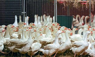 Zuchtgänse laufen durch einen Stall. An Weihnachten wird nach Befürchtung von Geflügelzüchtern wegen der kursierenden Vogelgrippe so mancher auf die traditionelle Weihnachtsgans verzichten müssen. - Jan Woitas/dpa-Zentralbild/dpa Zuchtgänse laufen durch einen Stall. An Weihnachten wird nach Befürchtung von Geflügelzüchtern wegen der kursierenden Vogelgrippe so mancher auf die traditionelle Weihnachtsgans verzichten müssen. - Jan Woitas/dpa-Zentralbild/dpa