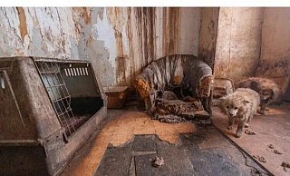 Ein Hunde-Albtraum: Die Tiere leben praktisch unversorgt im Dreck, es stinkt bestialisch. - Privat Ein Hunde-Albtraum: Die Tiere leben praktisch unversorgt im Dreck, es stinkt bestialisch. - Privat