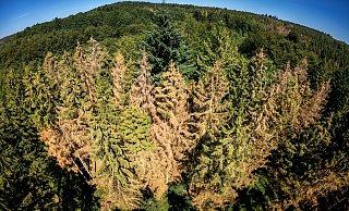Dem Wald in NRW geht es schlecht. - Torben Gocke Dem Wald in NRW geht es schlecht. - Torben Gocke