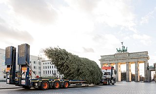 Der Baum vor dem Aufstellen am Brandenburger Tor. Foto: Universal Transport - Universal Transport Der Baum vor dem Aufstellen am Brandenburger Tor. Foto: Universal Transport - Universal Transport