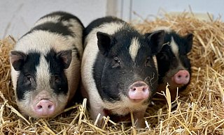 Die drei Mini-Schweine sind jetzt im Tierheim Lübbecke untergebracht. - Tierheim Lübbecke Die drei Mini-Schweine sind jetzt im Tierheim Lübbecke untergebracht. - Tierheim Lübbecke