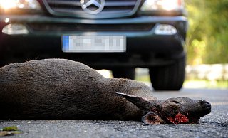 Auffallend viele Unfälle mit Wildtieren gibt es im Kreis Gütersloh. Nun wird nach Lösungen gesucht. - picture alliance / dpa Auffallend viele Unfälle mit Wildtieren gibt es im Kreis Gütersloh. Nun wird nach Lösungen gesucht. - picture alliance / dpa