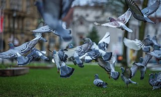 Tauben vor dem Bielefelder Rathaus: Zuletzt wurden sie dort noch von Freiwilligen des Tierschutzvereins gefüttert. Damit ist jetzt Schluss. - Sarah Jonek Tauben vor dem Bielefelder Rathaus: Zuletzt wurden sie dort noch von Freiwilligen des Tierschutzvereins gefüttert. Damit ist jetzt Schluss. - Sarah Jonek