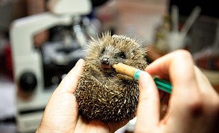 Verletzte oder hilfsbedürftige Wildtiere wie dieser kleine Igel kommen in OWL häufig vor. - Michaela Heinze Verletzte oder hilfsbedürftige Wildtiere wie dieser kleine Igel kommen in OWL häufig vor. - Michaela Heinze