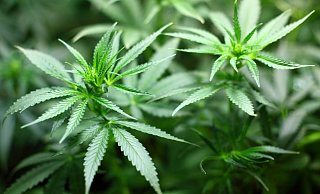 Illegal: Immer wieder entdeckt die Polizei im Mühlenkreis professionelle Cannabis-Indoorplantagen. - Pixabay Illegal: Immer wieder entdeckt die Polizei im Mühlenkreis professionelle Cannabis-Indoorplantagen. - Pixabay