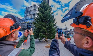 Auf dem Jahnplatz steht ein Weihnachtsbaum, ebenso auf dem Alten Markt und vor dem Rathaus. - Andreas Zobe Auf dem Jahnplatz steht ein Weihnachtsbaum, ebenso auf dem Alten Markt und vor dem Rathaus. - Andreas Zobe