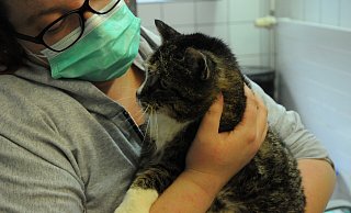 Lotte ist eine alte Dame. Sie hat bereits 16 Jahre auf dem Katzenbuckel und ist dehalb schwer vermittelbar. "Dabei", so Anne Mähling, ist Lotte eine echte Schmusemaus. - Heiko Kaiser Lotte ist eine alte Dame. Sie hat bereits 16 Jahre auf dem Katzenbuckel und ist dehalb schwer vermittelbar. "Dabei", so Anne Mähling, ist Lotte eine echte Schmusemaus. - Heiko Kaiser