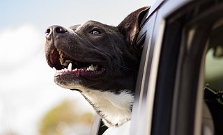 Bei Hitze dürfen Kinder und Tiere nicht allein im Auto zurückgelassen werden, sonst droht Lebensgefahr. - Pixabay (Symbolbild) Bei Hitze dürfen Kinder und Tiere nicht allein im Auto zurückgelassen werden, sonst droht Lebensgefahr. - Pixabay (Symbolbild)