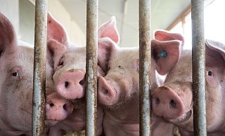 Der Bau tiergerechter Schweineställe bleibt Ziel. - Marijan Murat/dpa Der Bau tiergerechter Schweineställe bleibt Ziel. - Marijan Murat/dpa