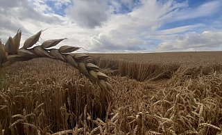 Die Ernte ist im Kreis Paderborn in vollem Gang. Während die Gerste bereits zum größten Teil abgemäht ist, steht zum Beispiel der Weizen noch. Aber die Felder haben - wie hier bei Niederntudorf - durch den Starkregen gelitten. - Uwe Müller Die Ernte ist im Kreis Paderborn in vollem Gang. Während die Gerste bereits zum größten Teil abgemäht ist, steht zum Beispiel der Weizen noch. Aber die Felder haben - wie hier bei Niederntudorf - durch den Starkregen gelitten. - Uwe Müller