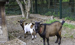 Ungewöhnliche Gäste im Tierheim Paderborn: die Ziegenböcke Fritz und Franz. - Tierheim Paderborn Ungewöhnliche Gäste im Tierheim Paderborn: die Ziegenböcke Fritz und Franz. - Tierheim Paderborn
