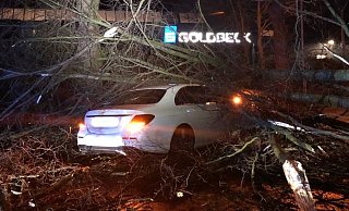 Der Mercedesfahrer bemerkte den umgestürzten Baum zu spät. - Polizei Bielefeld Der Mercedesfahrer bemerkte den umgestürzten Baum zu spät. - Polizei Bielefeld