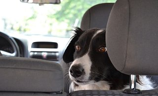 Weil sie ihren Hund in der Sommerhitze mehrere Minuten lang allein und ohne Trinkwasser in ihrem Auto eingesperrt haben, muss ein Brakeler Ehepaar jetzt zahlen. - Pixabay Weil sie ihren Hund in der Sommerhitze mehrere Minuten lang allein und ohne Trinkwasser in ihrem Auto eingesperrt haben, muss ein Brakeler Ehepaar jetzt zahlen. - Pixabay
