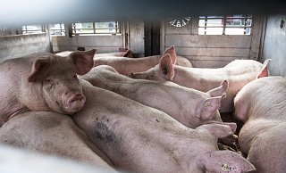 Schweine bei der Anlieferung des Fleischunternehmens Tönnies in Rheda-Wiedenbrück in einem Viehtransporter, zeigt diese Aufnahme aus dem Jahr 2017. - picture alliance / Bernd Thissen/dpa Schweine bei der Anlieferung des Fleischunternehmens Tönnies in Rheda-Wiedenbrück in einem Viehtransporter, zeigt diese Aufnahme aus dem Jahr 2017. - picture alliance / Bernd Thissen/dpa