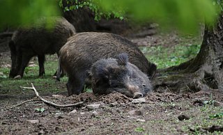 In Polen, unweit der deutschen Grenze, wurde die Afrikanische Schweinepest bei einem Wildschwein nachgewiesen. - Simone Flörke In Polen, unweit der deutschen Grenze, wurde die Afrikanische Schweinepest bei einem Wildschwein nachgewiesen. - Simone Flörke