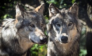 Es gibt einen ersten dokumentierten Hinweis auf ein mögliches Wolfspaar in Nordrhein-Westfalen. - Symbolbild: Pixabay Es gibt einen ersten dokumentierten Hinweis auf ein mögliches Wolfspaar in Nordrhein-Westfalen. - Symbolbild: Pixabay