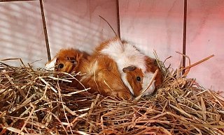 Die Meerschweinchen sind putzmunter, aber scheu. Sie kuscheln sich in einer Ecke zusammen. - Pferdeschutzhof Die Meerschweinchen sind putzmunter, aber scheu. Sie kuscheln sich in einer Ecke zusammen. - Pferdeschutzhof
