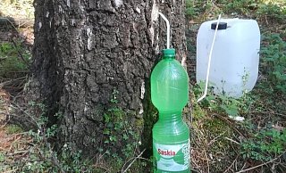 Mit Strohhalmen zapften Unbekannte diesen Birkenstamm in einem Waldgrundstück in der Nähe des Auesees an, um an Birkenwasser heranzukommen. - Werner Drallmeier Mit Strohhalmen zapften Unbekannte diesen Birkenstamm in einem Waldgrundstück in der Nähe des Auesees an, um an Birkenwasser heranzukommen. - Werner Drallmeier