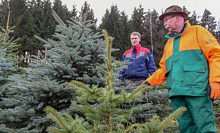 Wann ist die richtige Zeit, sich den Weihnachtsbauz schlagen zu lassen. Experten geben Tipps. - Archivfoto: Christian Weische Wann ist die richtige Zeit, sich den Weihnachtsbauz schlagen zu lassen. Experten geben Tipps. - Archivfoto: Christian Weische