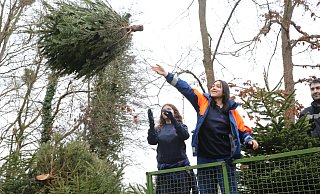 Mit viel Schwung werfen die fleißigen Sammler den Tannenbaum vom Anhänger des Treckers aus auf die Sammelstelle. - Elke Niedringhaus-Haasper Mit viel Schwung werfen die fleißigen Sammler den Tannenbaum vom Anhänger des Treckers aus auf die Sammelstelle. - Elke Niedringhaus-Haasper