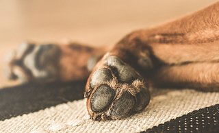 Die NW-Leserinnen und Leser haben sich für einen Hund entschieden. - (Symbolbild): Pixabay Die NW-Leserinnen und Leser haben sich für einen Hund entschieden. - (Symbolbild): Pixabay
