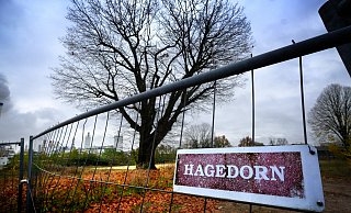 Steht weiterhin: Um die Sumpfeiche hinter dem Bauzaun am Bartels Feld in Gütersloh wird noch immer gerungen. - Andreas Frücht Steht weiterhin: Um die Sumpfeiche hinter dem Bauzaun am Bartels Feld in Gütersloh wird noch immer gerungen. - Andreas Frücht