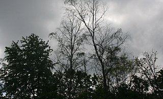 Auf Bielefelder Parks kommt eine große Fäll-Aktion zu. - Stadt Bielefeld Auf Bielefelder Parks kommt eine große Fäll-Aktion zu. - Stadt Bielefeld