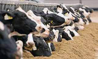Milchkühe in einem Gut in Mecklenburg-Vorpommern. Die Preise für landwirtschaftliche Produkte wie Getreide oder Milch sind auf der Erzeugerebene weiter gesunken. - Bernd Wüstneck/dpa Milchkühe in einem Gut in Mecklenburg-Vorpommern. Die Preise für landwirtschaftliche Produkte wie Getreide oder Milch sind auf der Erzeugerebene weiter gesunken. - Bernd Wüstneck/dpa