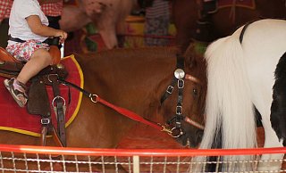 Der Umgang mit Pferden im Ponykarussell wird von Tierschützern als Tierquälerei angesehen. Sie wollen die Reitbahnen auf Jahrmärkten verbieten lassen. - Astrid Reinke Der Umgang mit Pferden im Ponykarussell wird von Tierschützern als Tierquälerei angesehen. Sie wollen die Reitbahnen auf Jahrmärkten verbieten lassen. - Astrid Reinke