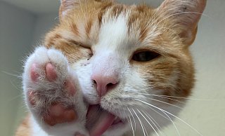 Kater Claus-Otto hat im Tierheim Bielefeld gelebt. In OWL suchen, genau wie er, viele Tiere ein neues Zuhause. - Henning Pöppelmeier Kater Claus-Otto hat im Tierheim Bielefeld gelebt. In OWL suchen, genau wie er, viele Tiere ein neues Zuhause. - Henning Pöppelmeier
