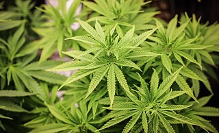 Das Cannabis-Gesetz hat den Bundesrat passiert. Die Union appelliert an den Bundespräsidenten, es nicht zu unterzeichnen. - Christian Charisius/dpa Das Cannabis-Gesetz hat den Bundesrat passiert. Die Union appelliert an den Bundespräsidenten, es nicht zu unterzeichnen. - Christian Charisius/dpa