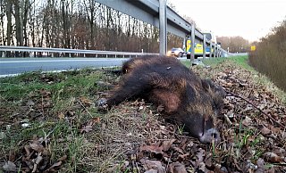 Tot am Straßenrand: ein bei einem Wildunfall auf der Bundesstraße 239 verendetes Wildschwein. Es war mit drei weiteren Wildschweinen die Böschung hinaufgerannt und unter der Leitplanke hindurch auf die Straße gelaufen. Drei von ihnen kollidierten mit einem Fahrzeug. - David Schellenberg Tot am Straßenrand: ein bei einem Wildunfall auf der Bundesstraße 239 verendetes Wildschwein. Es war mit drei weiteren Wildschweinen die Böschung hinaufgerannt und unter der Leitplanke hindurch auf die Straße gelaufen. Drei von ihnen kollidierten mit einem Fahrzeug. - David Schellenberg